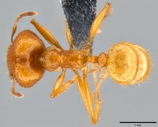 Pheidole oceanica - CASENT0199554
