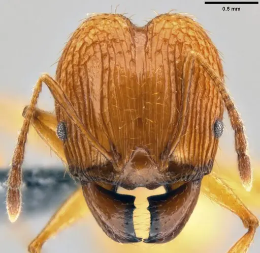 Pheidole oceanica - CASENT0199554