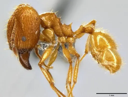 Pheidole oceanica - CASENT0199554