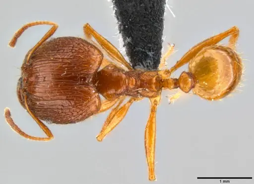 Pheidole oceanica - CASENT0199563