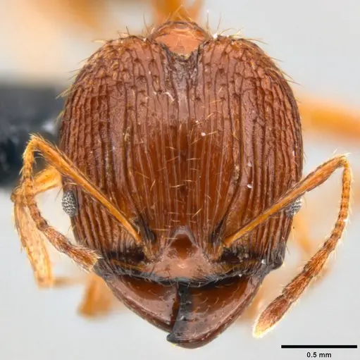Pheidole oceanica - CASENT0199563