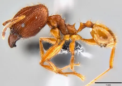 Pheidole oceanica - CASENT0199563