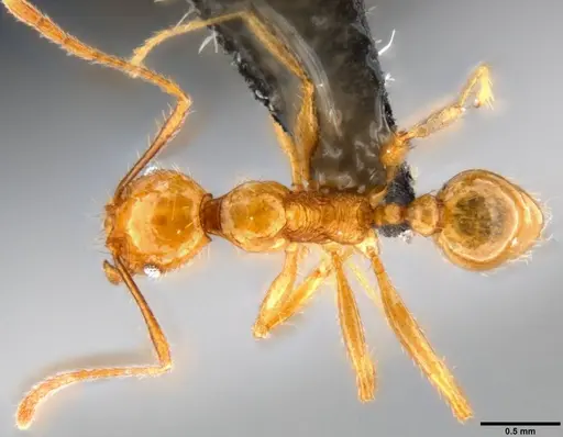 Pheidole oceanica - CASENT0199585