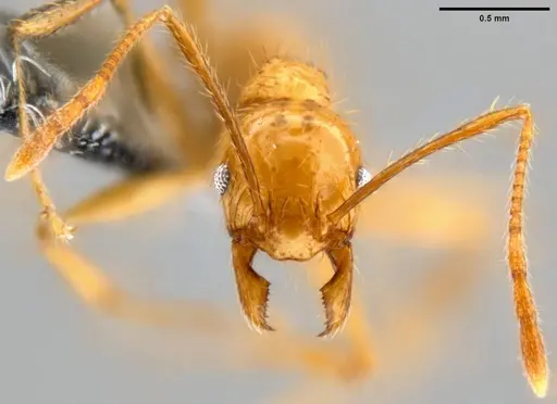 Pheidole oceanica - CASENT0199585