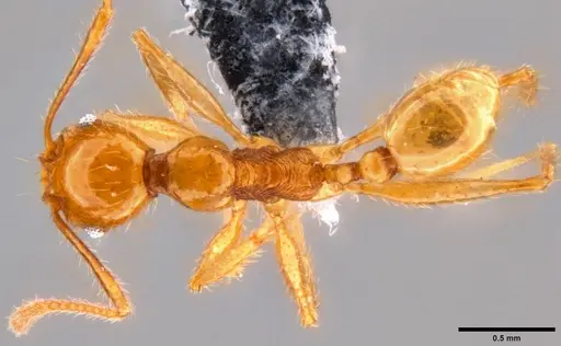 Pheidole oceanica - CASENT0199589