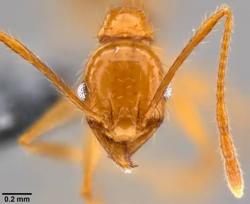 Pheidole oceanica - CASENT0199589