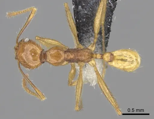 Pheidole oceanica - CASENT0219546