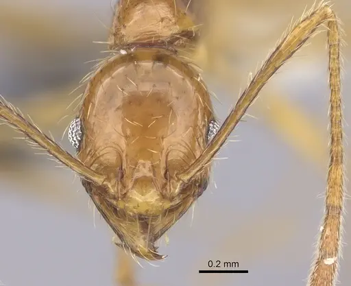 Pheidole oceanica - CASENT0219546