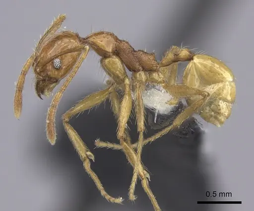 Pheidole oceanica - CASENT0219546