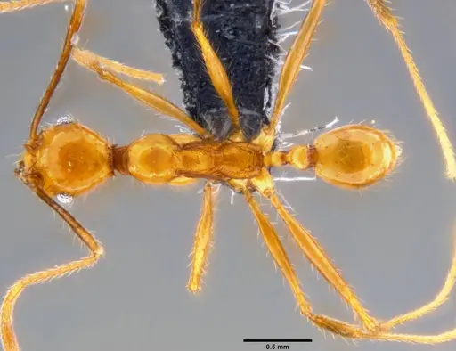 Pheidole oceanica - CASENT0219977