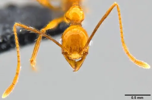 Pheidole oceanica - CASENT0219977