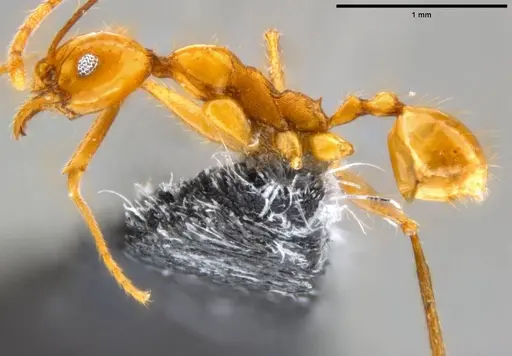 Pheidole oceanica - CASENT0219977