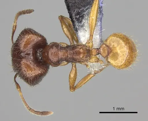 Pheidole oceanica - CASENT0219996