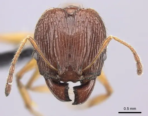 Pheidole oceanica - CASENT0219996
