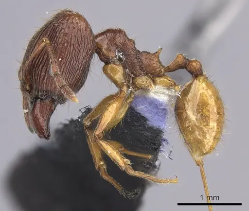 Pheidole oceanica - CASENT0219996