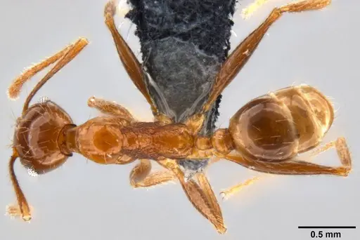 Pheidole oceanica - CASENT0282471