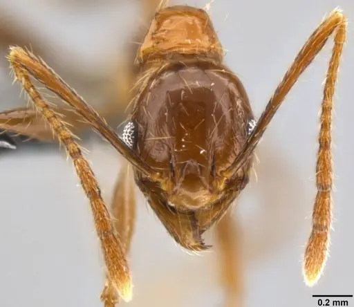 Pheidole oceanica - CASENT0282471