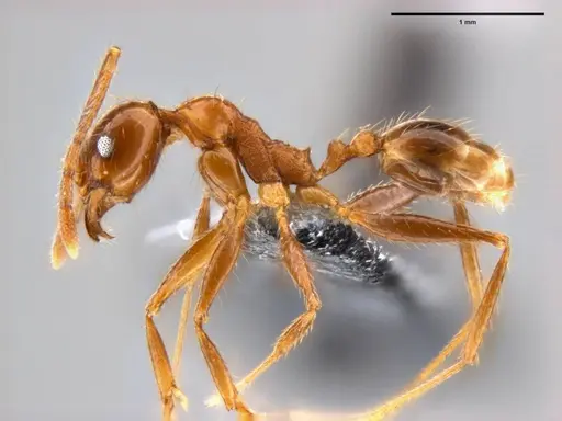 Pheidole oceanica - CASENT0282471