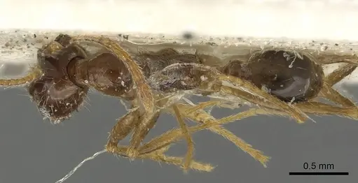 Pheidole oceanica - CASENT0901517