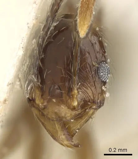 Pheidole oceanica - CASENT0901517