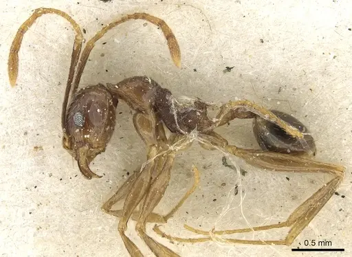 Pheidole oceanica - CASENT0901517