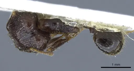 Pheidole oceanica - CASENT0901518