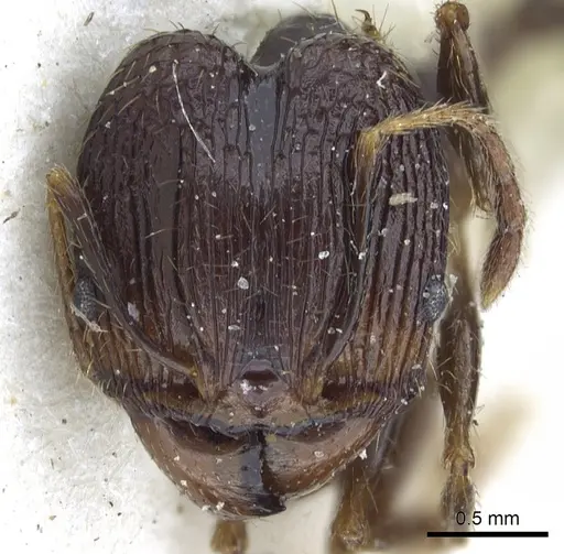 Pheidole oceanica - CASENT0901518