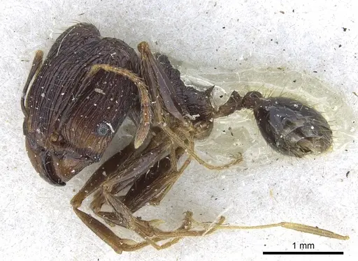 Pheidole oceanica - CASENT0901518