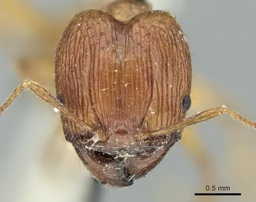 Pheidole oceanica - CASENT0906622