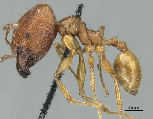 Pheidole oceanica - CASENT0906622