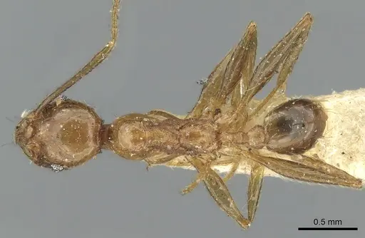 Pheidole oceanica - CASENT0906623