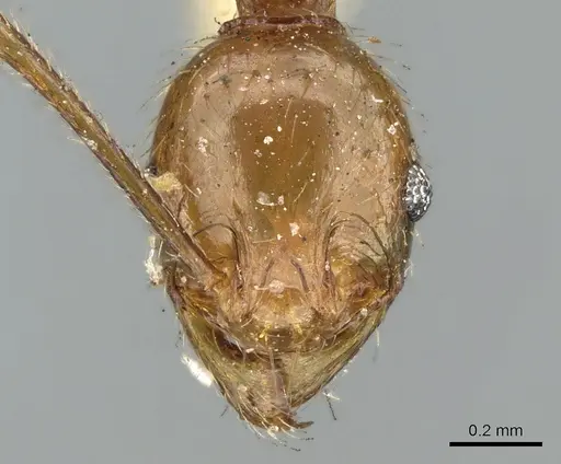 Pheidole oceanica - CASENT0906623