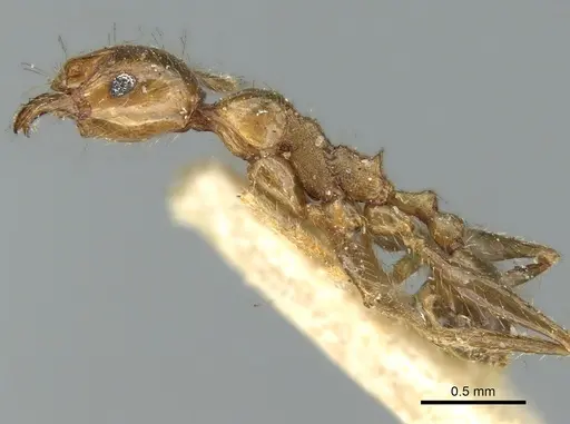 Pheidole oceanica - CASENT0906623
