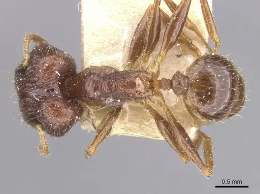 Pheidole oceanica - CASENT0913380