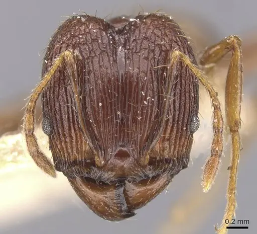 Pheidole oceanica - CASENT0913380