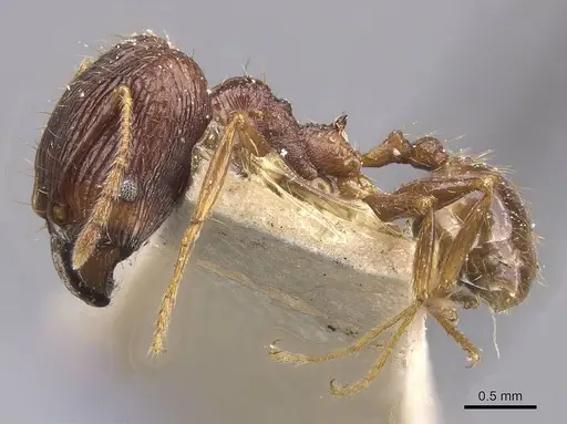 Pheidole oceanica - CASENT0913380