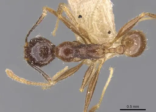 Pheidole oceanica - CASENT0913381