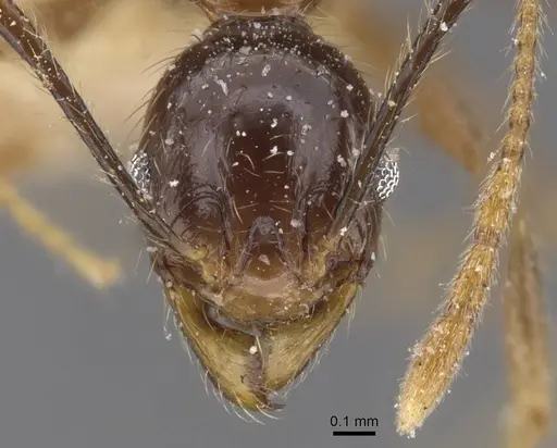 Pheidole oceanica - CASENT0913381