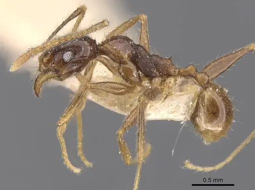 Pheidole oceanica - CASENT0913381