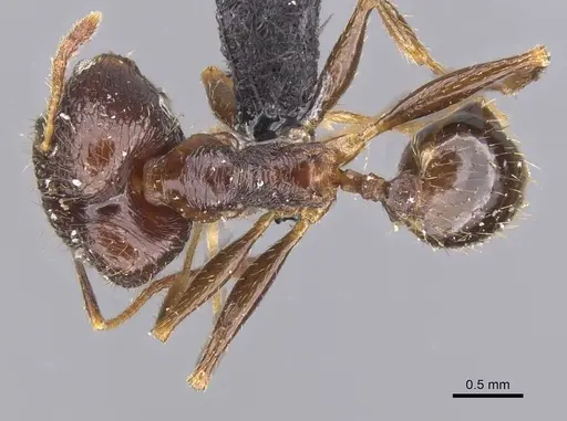 Pheidole oceanica - CASENT0913382