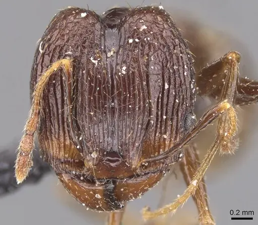 Pheidole oceanica - CASENT0913382