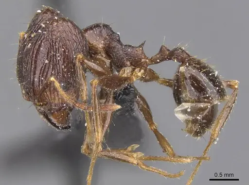 Pheidole oceanica - CASENT0913382