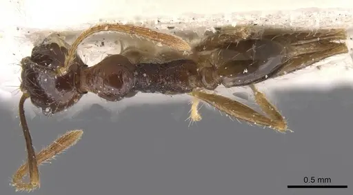 Pheidole oceanica - CASENT0913383