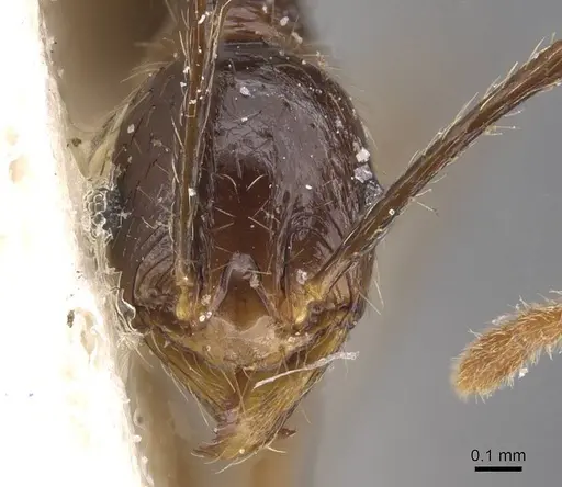 Pheidole oceanica - CASENT0913383