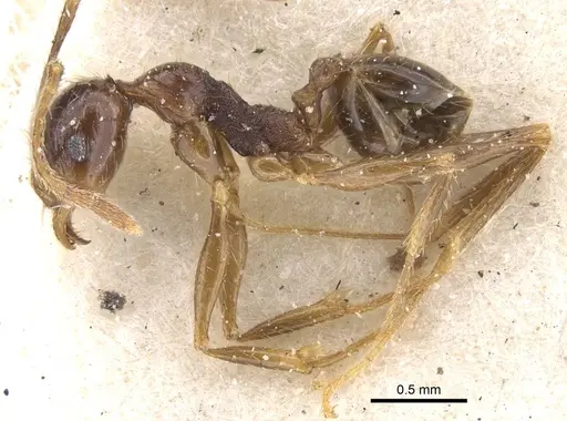 Pheidole oceanica - CASENT0913383