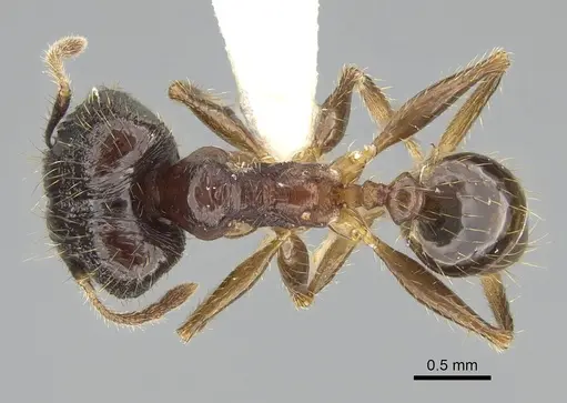 Pheidole oceanica - CASENT0919932