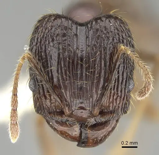 Pheidole oceanica - CASENT0919932