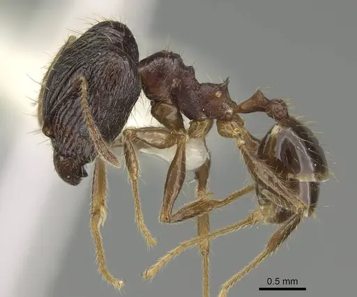 Pheidole oceanica - CASENT0919932