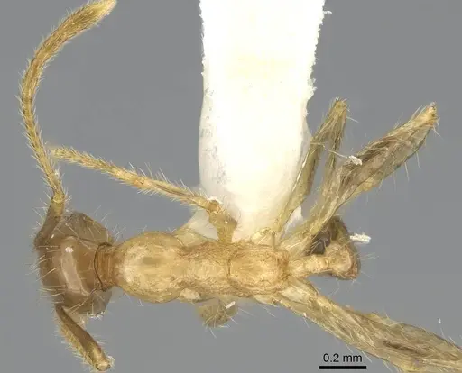 Pheidole oceanica - CASENT0919933