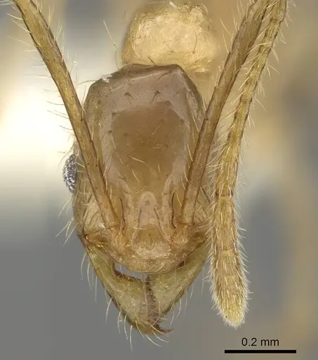 Pheidole oceanica - CASENT0919933